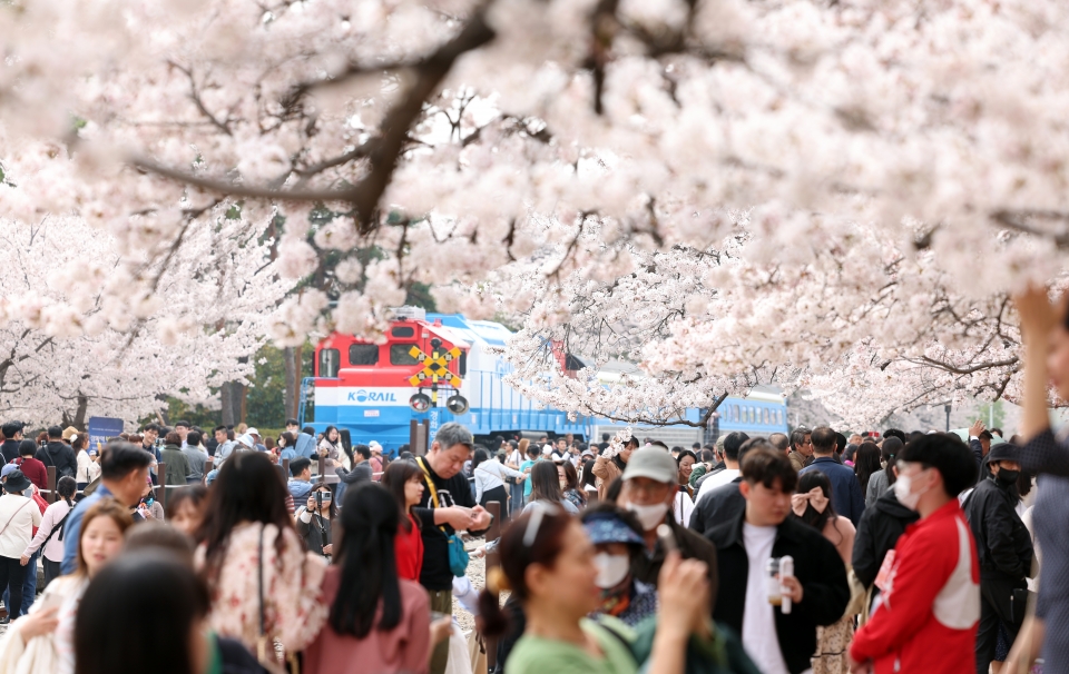 전국 최대 봄꽃 축제인 진해군항제가 평년보다 일주일 이상 앞당겨 열린다.(사진=연합뉴스)